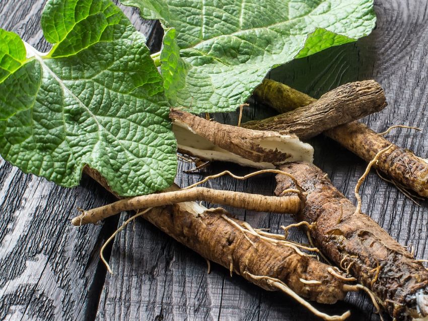 Cremă de brusture – remediu simplu și natural pentru piele și articulații